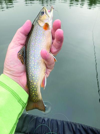 North Country Angling - wild brook trout