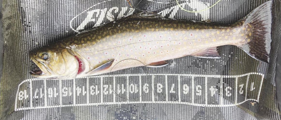 12-18-2021 North Country Angling-Wild brook trout