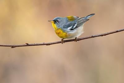 Don't mess with my territory. Male northern parulas sing and get physically aggressive when intruders invade their space.