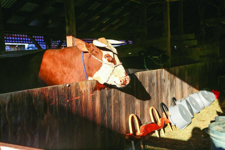 09-29-25 Fryeburg Fair steer in light