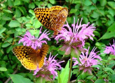 Helping pollinators thrive