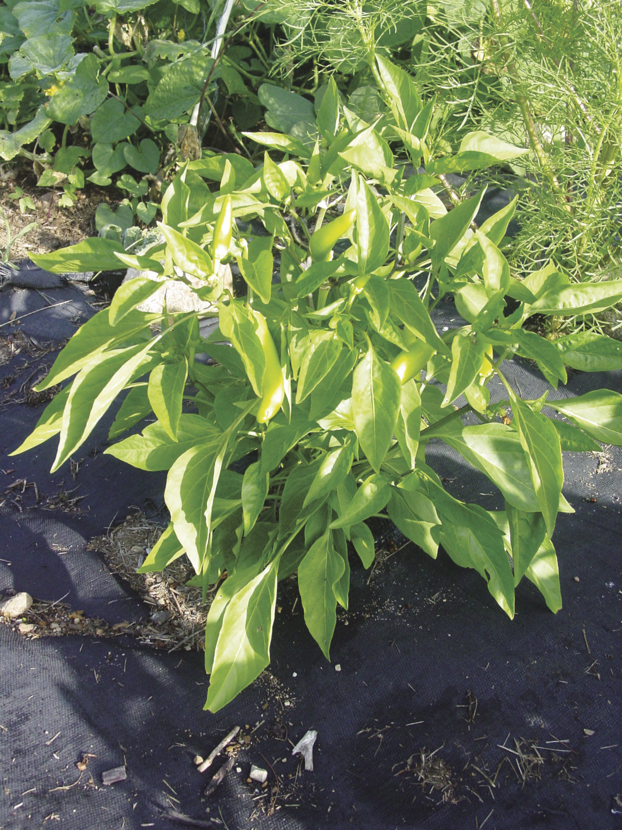 hot peppers