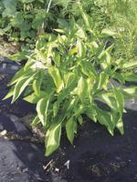 More Thoughts While Weeding: Hot Stuff!