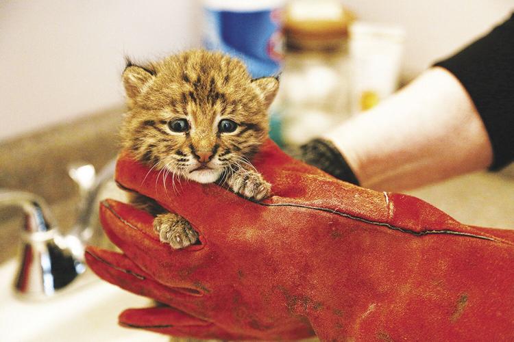 Wildlife Center bobcat