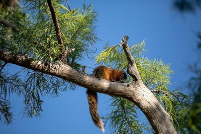 The Big Cypress fox squirrel has had to adapt as its preferred habitat becomes more fragmented.