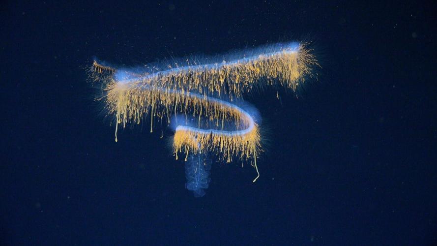 Deep-sea mission uncovers 31 new species – including one living inside another