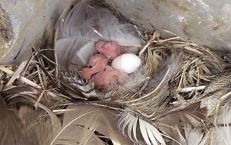 Jackson PD finds goslings