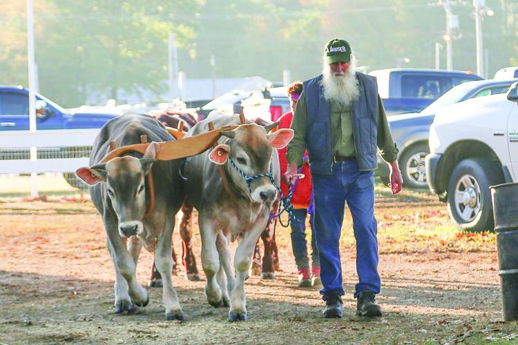 09-29-25 Fryeburg Fair leading steer head-on