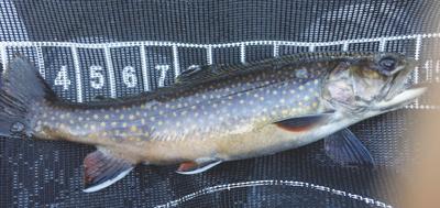 9-12-2020 North Country Angling-Pond Trout