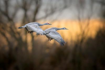 A pair of sandhill cranes take flight over Nebraska.