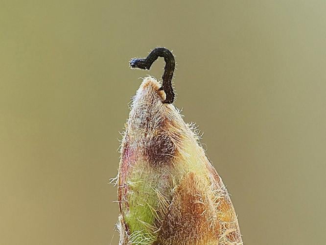 caterpillar_featured