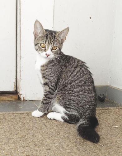 Rozzie May Animal Alliance-Sprinkles