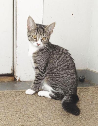 Rozzie May Animal Alliance-Sprinkles