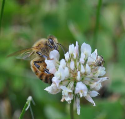 Pollinator presentation at Randolph Town Hall