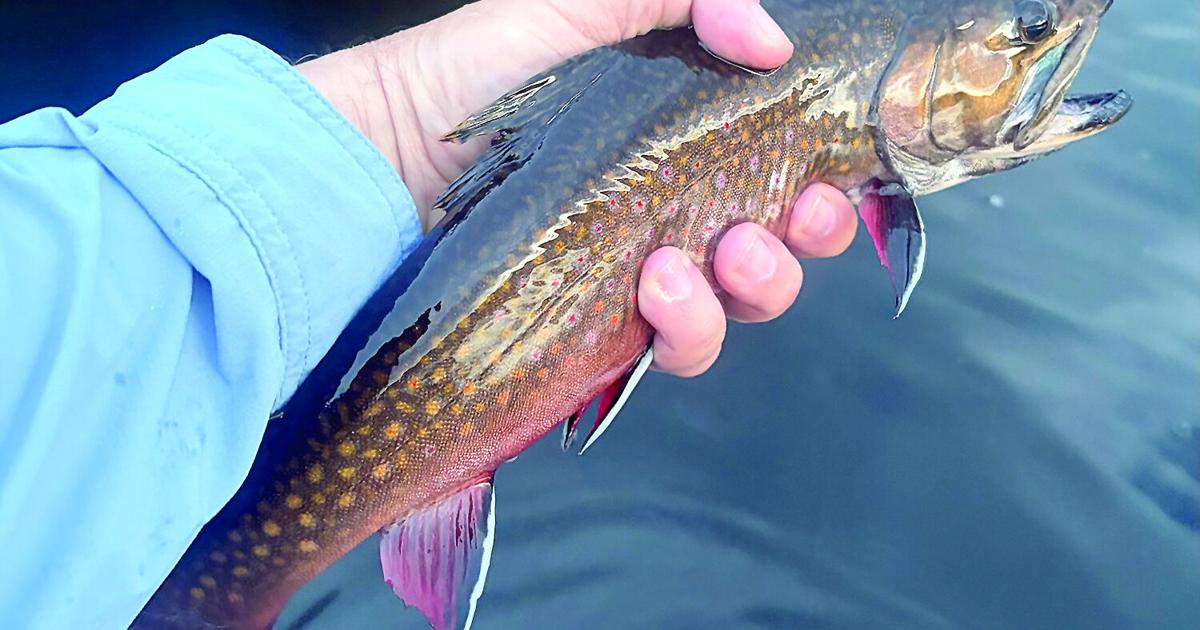 North Country Angling: Hexagenia Limbata Jun 26, 2026 7 mins ago