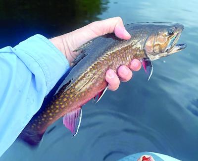 North Country Angling - Hex hatches