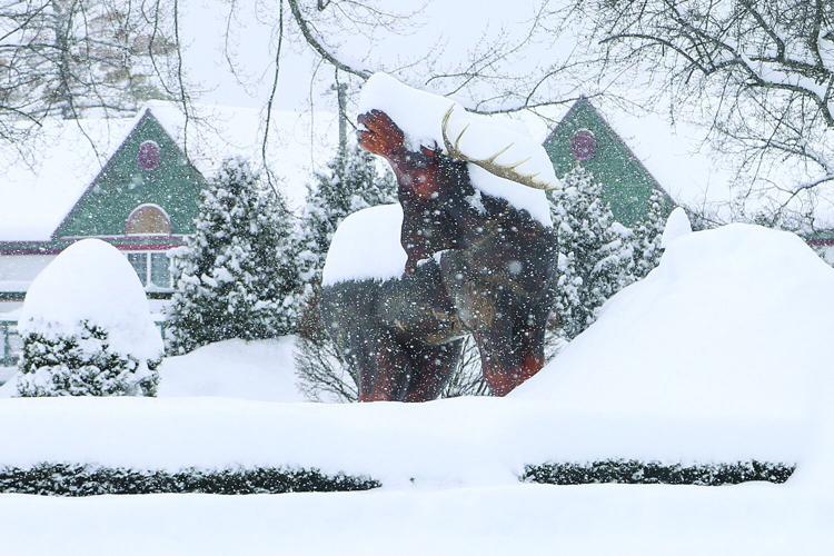 01-26-25 Snowstorm moose statue
