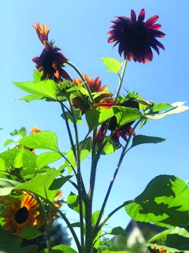 late summer shots vertical.jpg