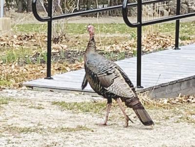 11-23-2023 Notes from a Naturalist-Wild turkey