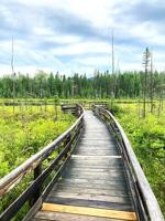 Explore the WMNF's history and Bogs and Fens, next up at Weeks
