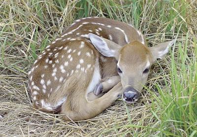 Fish and Game - leave deer fawns alone
