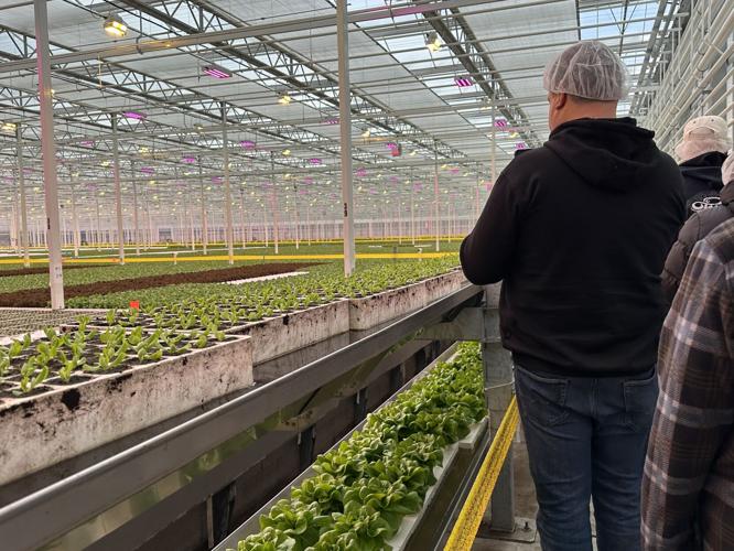 A view inside the greenhouse at North Country Growers in Berlin