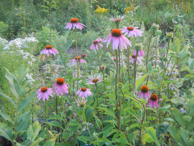 EP w33 garden column