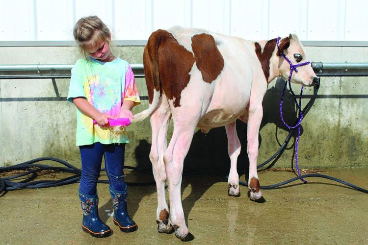 calf