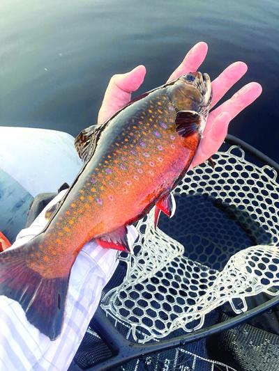 North Country Angling - Fall brook trout