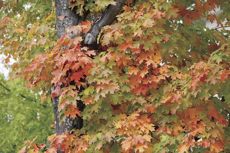 10-06-21 Foliage leaves medium