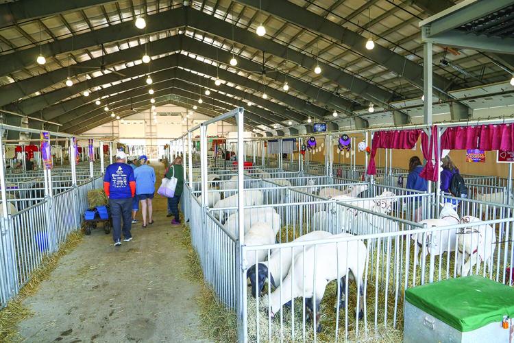 10-04-25 Fryeburg Fair sheep wide