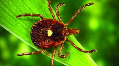 tick-1536x864.jpeg