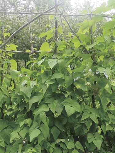 pbtrellis