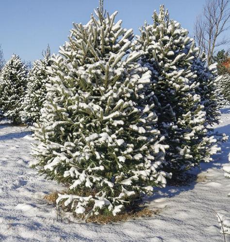 Tree farm