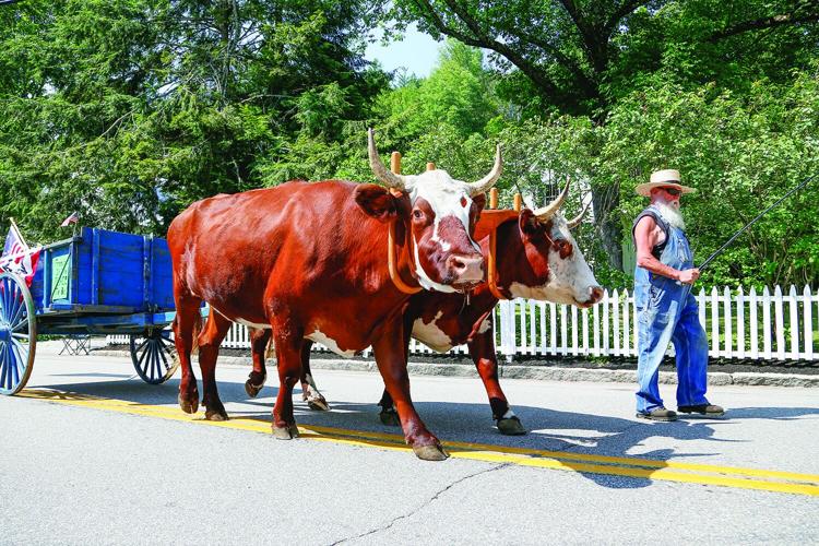 07-26-25 Freedom OHW Parade steer medium