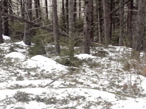 Nordic Tracks — Jackson Ski Touring Foundation storm damage