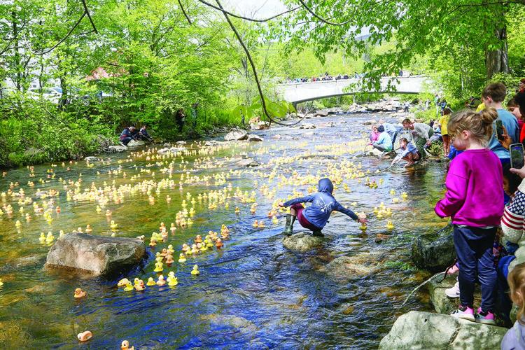 05-25-25 Wildquack wide bridge behind