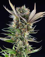 Portland Phoenix | From Bubba Kush to Sour OG — Are Weed Strains Really All That Different?: Or is it all about marketing?