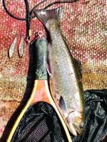 North Country Angling: Changes are coming to the trout fishing landscape