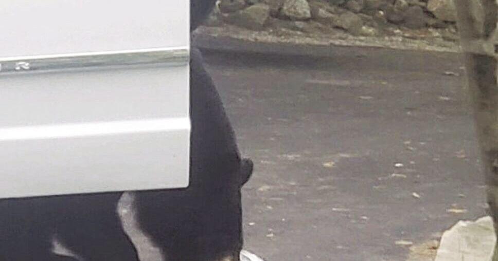 Crafty bears break into Jackson home, minivan - Vimarsana News