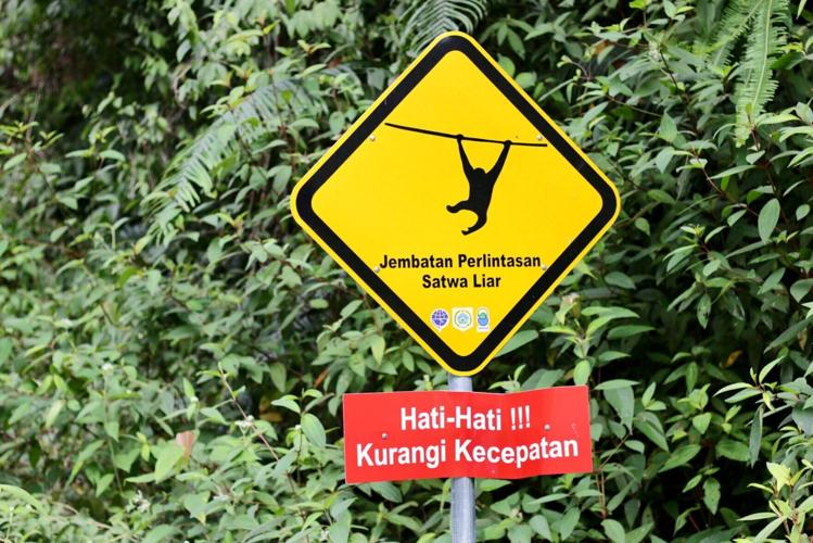 Orangutan uses canopy bridge to cross a road in North Sumatra