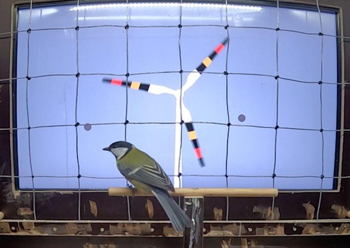 Painting turbines like poisonous frogs could reduce bird deaths