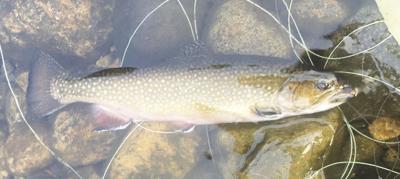 12-26-2020 North Country Angling-Brook Trout
