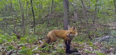 UNH Researchers developing unique wildlife monitoring system