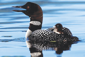 Keep an eye out for loons nesting throughout New Hampshire