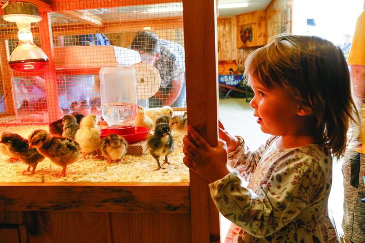 10-01-24 Fryeburg Fair looking at chicks