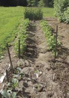 More Thoughts While Weeding: At long last, summer!