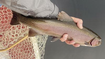 Fishing Column - Rainbow Trout