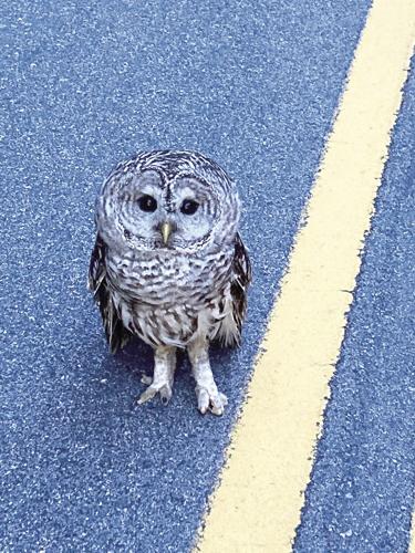 Jackson PD rescues owl