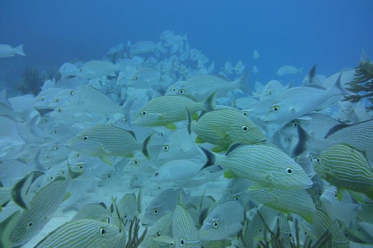 pexels-diego-sandoval-3158170-4767075